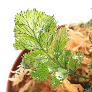 ieEjZt@}lXspDBonde@Forest@ew@Caledoniai1|bgj@kCEBq֗vۉ