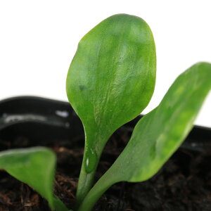 ijNvgRl@OA@Sambas@KalimantanYitji1|bgj@kCEBq֗vۉ