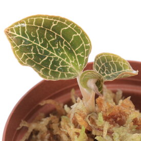 （テラリウム）アネクトキルス　ロクスバギー　Large　Leaf（1ポット）
