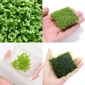 (水草)前景草 3種セット (水上葉)+おまかせモス ハーフクッション (水中葉) (無農薬)