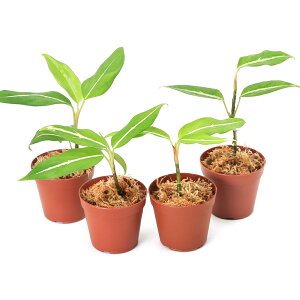 ieEjAOIl}@rb^[^@KYi1|bgj@kCEBq֗vۉ