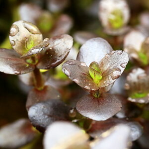 ijoRp@Tc}j[@p[vitji_ji10{j