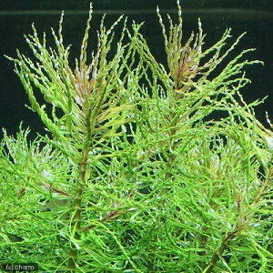 ijhEBWA@CNi[^@gl[hitji_ji6{j