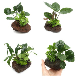 ijPlants@Arrangement@U@{TC@VerD܂AkrAXitji1j