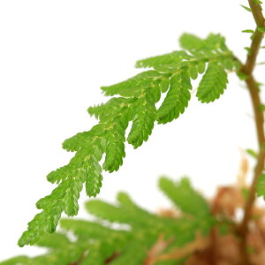 ieEjZMlspDtBsi1|bgj@kCEBq֗vۉ