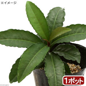 iR쑐j~́@@i킨܂@3i1|bgjixԁj