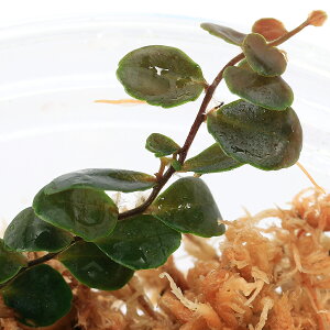 ieEj}NOrAspDhAzrealhi1Jbvj@kCEBq֗vۉ