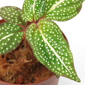 ieEj\lspDzCgX|bgi1|bgjm{^@kCEBq֗vۉ