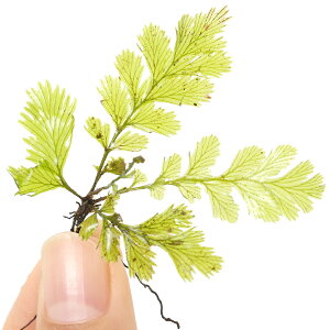 ieEjZt@}lXspDPerak@Malaysiai1j@kCEBq֗vۉ