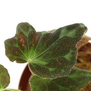 ieEjxSjA@oTENVGi1|bgjxSjA@kCEBq֗vۉ