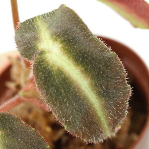 ieEjxSjA@X^[_i1|bgjxSjA@kCEBq֗vۉ