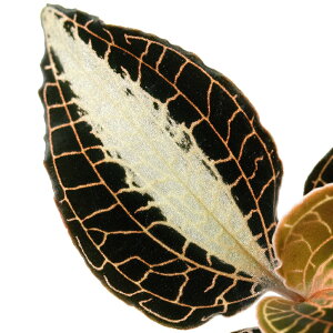 ieEjAlNgLX@rA[iX@bhi1|bgj@kCEBq֗vۉ