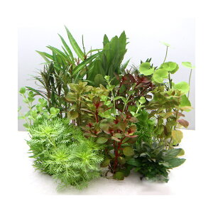 ij܂~j|bg@10|bgZbgitji_j