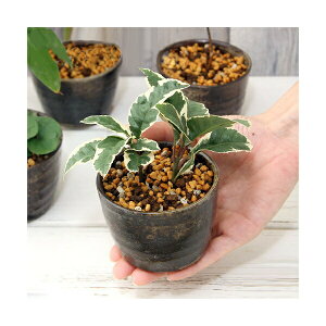 (山野草)盆栽 おまかせ山野草盆栽 穴有益子焼植木鉢(炭化)(5鉢)(休眠状態)