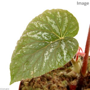 ieEjxSjAspDThailandi1|bgjxSjA@kCEBq֗vۉ