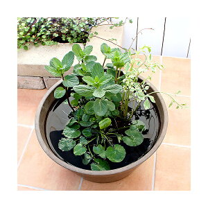 irIg[vjA@_J̉BƁ@uȒP@CX^grIg[v@LOW^Cvi񂹐Aji1j򉻁@BƁixԁj