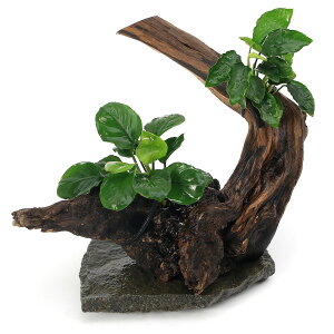 ijuȒP@CAEg؁@AkrAX2ti1j