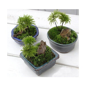 (山野草)盆栽 和盆栽 コウヤノマンネングサ 鉢おまかせ(1鉢)