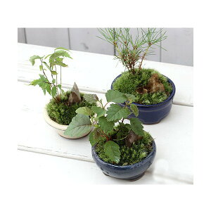 iR쑐j~́@a~́@~jؕc@܂i1jixԁj