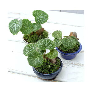 iR쑐j~́@a~́@LmV^@܂i1j