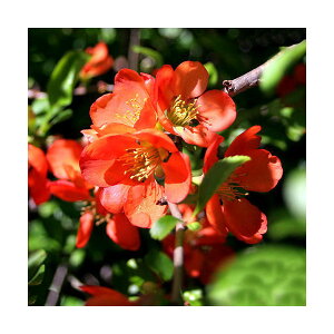 (山野草)盆栽 クサボケ(草木瓜) 3号(1ポット)(休眠状態)