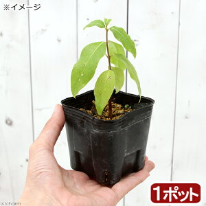 iR쑐j~́@EoCiX~j2D5`3i1|bgjixԁj