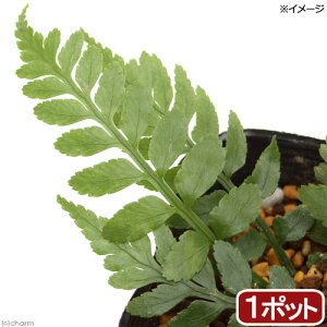 iR쑐jV_irjN}V_iԗrj3i1|bgjΐN