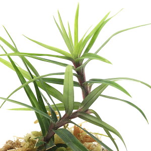 ieEjtCLleBAspDi1|bgj@kCEBq֗vۉ