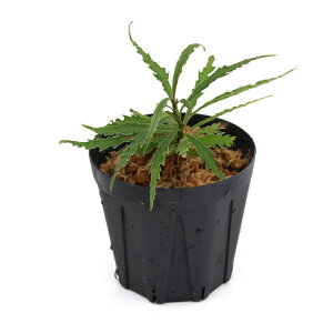 ieEjAfBVAspDO[V[v[ti1|bgj@kCEBq֗vۉ