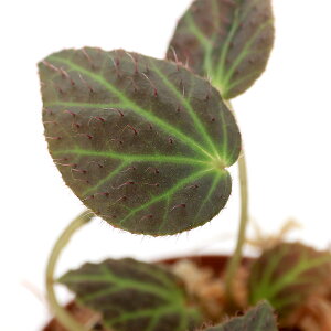 ieEjxSjA@NlEi1|bgjxSjA@kCEBq֗vۉ