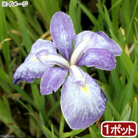 （ビオトープ）水辺植物　花菖蒲　青柳（アオヤナギ）伊勢系垂咲三英花薄紫（1ポット）