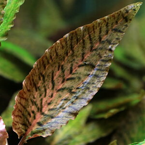 ijNvgRl@k[[@sNGbWitji_ji1j@kCEBq֗vۉ