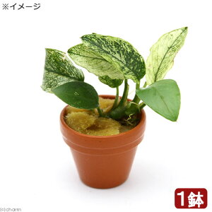 (水草)アヌビアスナナ 斑入り プチ素焼き鉢(水上葉)(1鉢)