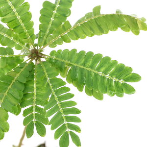 ieEjrItBc@[P[@Vo[XgCvi1|bgj@kCEBq֗vۉ