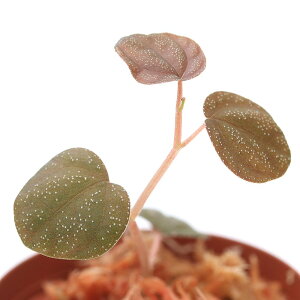 ieEjyy~A@AgjAii1|bgj@kCEBq֗vۉ