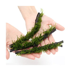 ijā@t[Xt@XeBbN؁@STCYi12`17cmji_ji1{j