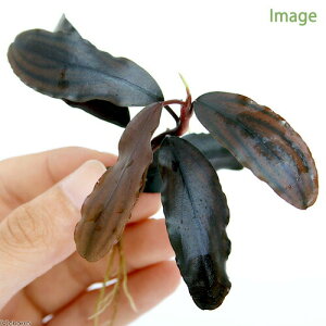 ijuZt@hspDCopper@Melawii_jitji1j@kCEBq֗vۉ