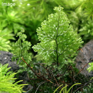 ieEjRERPVmui_ji3pbNj