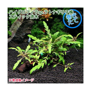 ijā@nCOtBspDgiMq@XeBbN؁i_ji1j