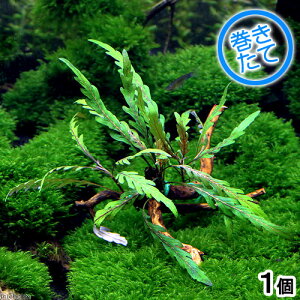 ijā@nCOtBspDgiMt@ɏ㗬؁@STCYi_ji1{ji15cmj