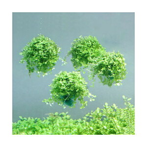 ijā@j[[Wp[OX@o[i_ji3j