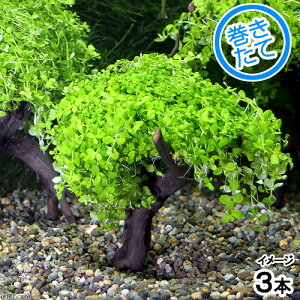 ijā@j[[Wp[OX@c[i_ji3j