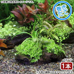 (水草)巻きたて 草たちの水景 流木Sサイズ(無農薬)(1本)(約15cm)
