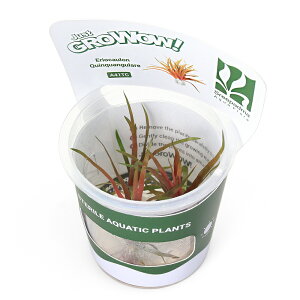 ijgD|{GROWOWI@zVNT@LON]i_ji1Jbvj@kCEBq֗vۉ