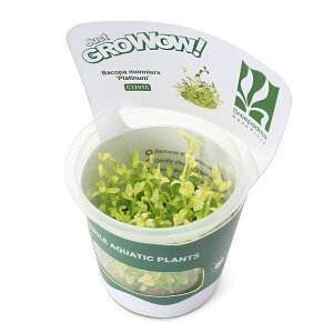 ijgD|{GROWOWI@oRp@jG@v`ii_ji1|bgj@kCEBq֗vۉ