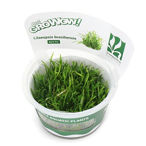 ijgD|{GROWOWI@uWA@RuOXi_ji1Jbvj@kCEBq֗vۉ