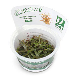 ijgD|{GROWOWI@nCOtBspDAOACi_ji1Jbvj@kCEBq֗vۉ