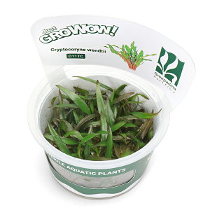 ijgD|{GROWOWI@NvgRl@EFeB[i_ji1Jbvj@kCEBq֗vۉ