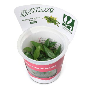 ijgD|{GROWOWI@AkrAX@VarDOui_ji1Jbvj@kCEBq֗vۉ