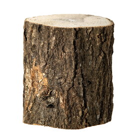 コナラ産卵木　太目　良材　1本　関東当日便